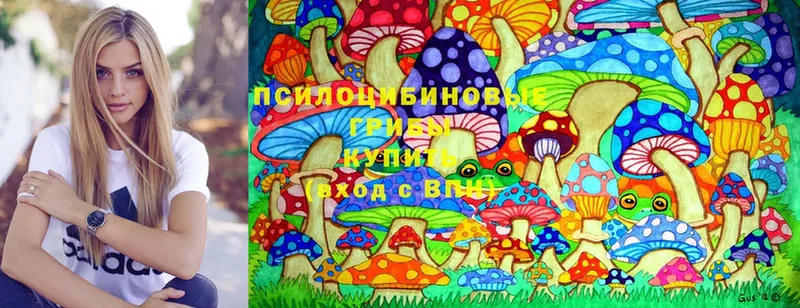 Псилоцибиновые грибы Cubensis  Байкальск 